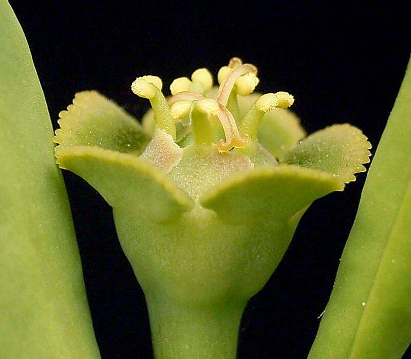 Euphorbia maritae Rauh resmi