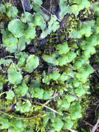 Image of Asterella californica (Hampe ex Austin) Underw.