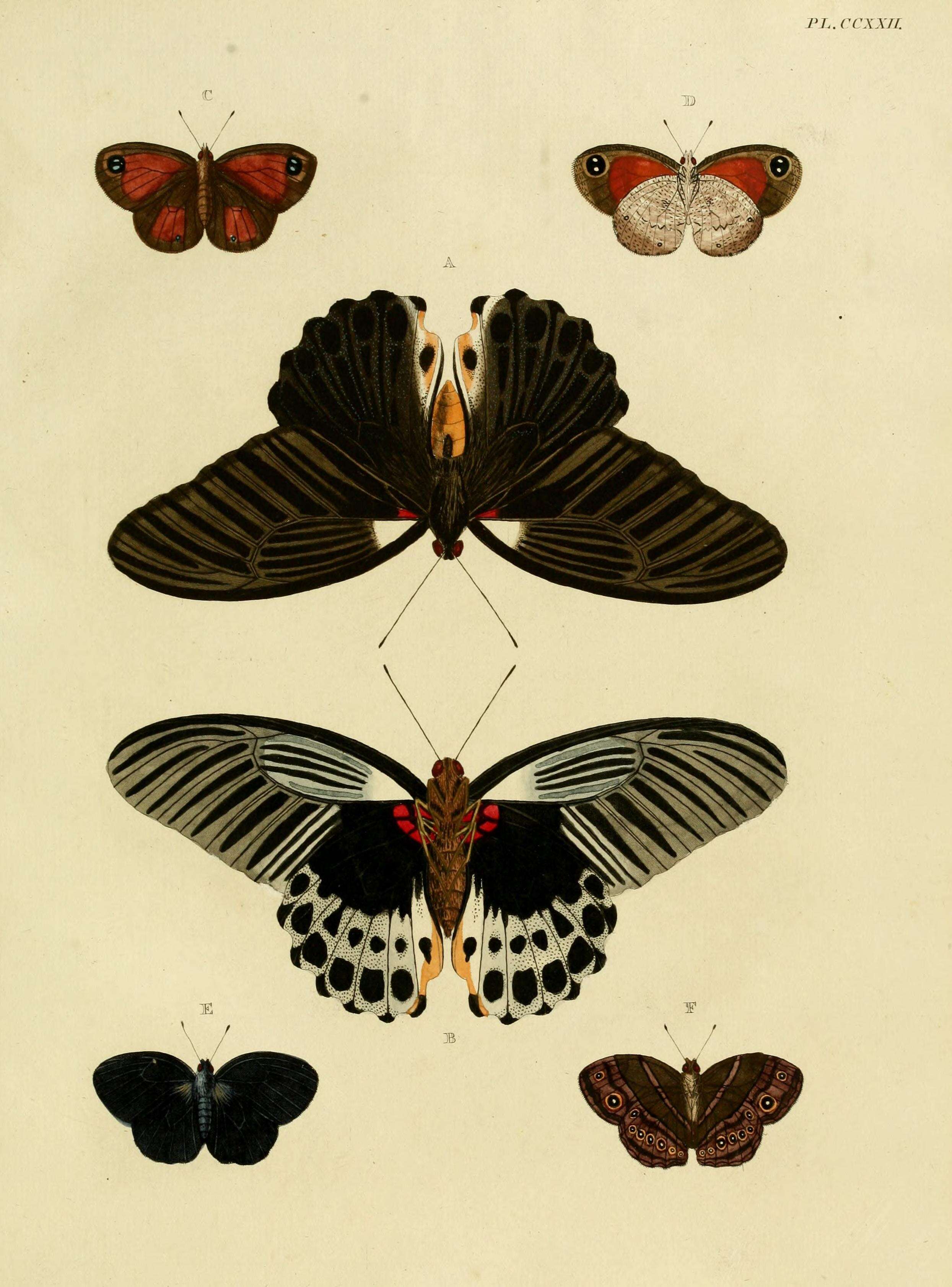 Imagem de Pseudonympha hippia Cramer 1782