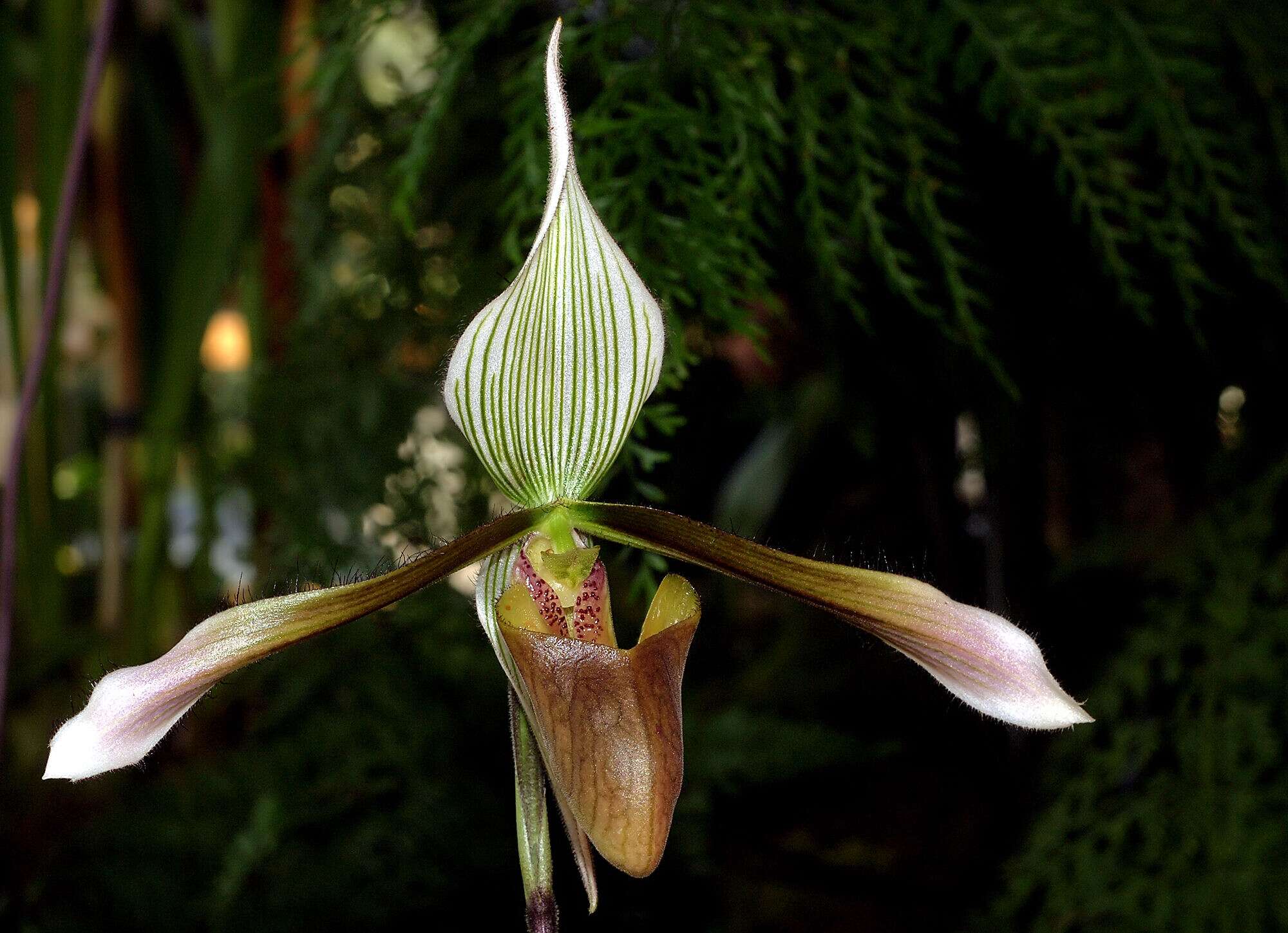 Слика од Paphiopedilum dayanum (Lindl.) Stein