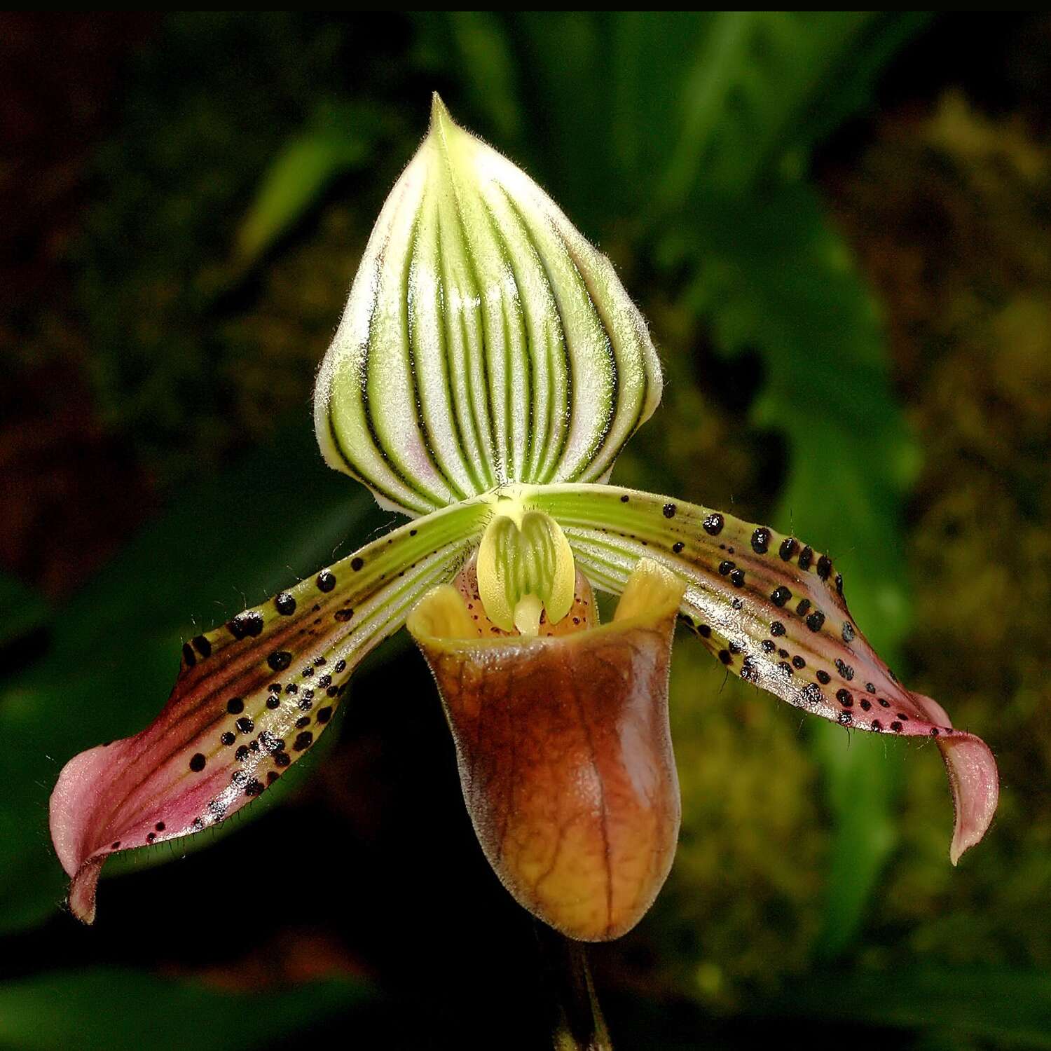 Image de Paphiopedilum urbanianum Fowlie