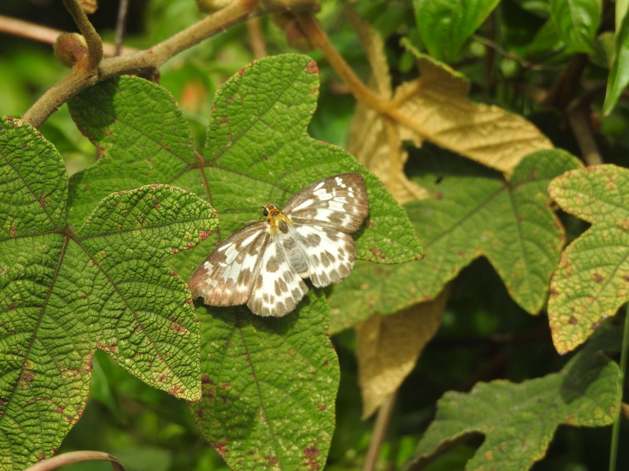 Image of Abraximorpha davidii Mabille 1876