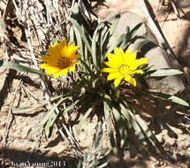 Image of Gazania krebsiana subsp. serrulata (DC.) Rössl.