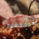 Image of lined red chiton