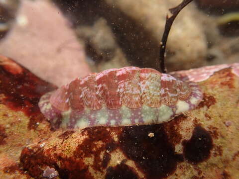 Image of lined red chiton