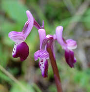 Image of Long-spurred orchid