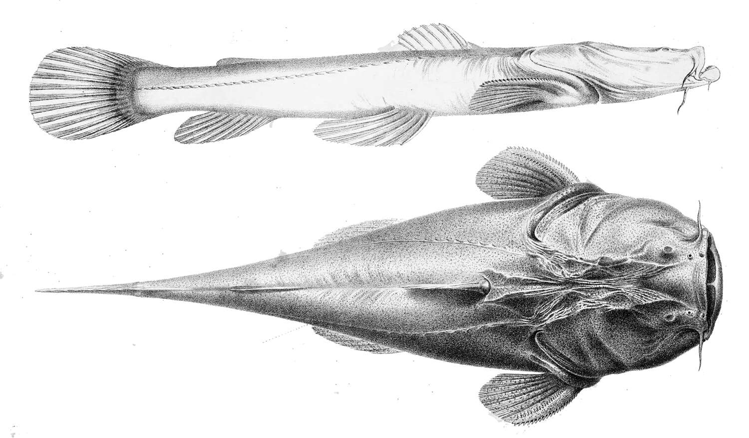 Image of Lophiosilurus
