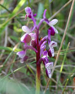 Image of Long-spurred orchid