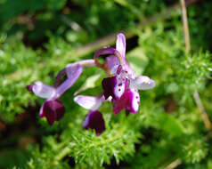 Image of Long-spurred orchid