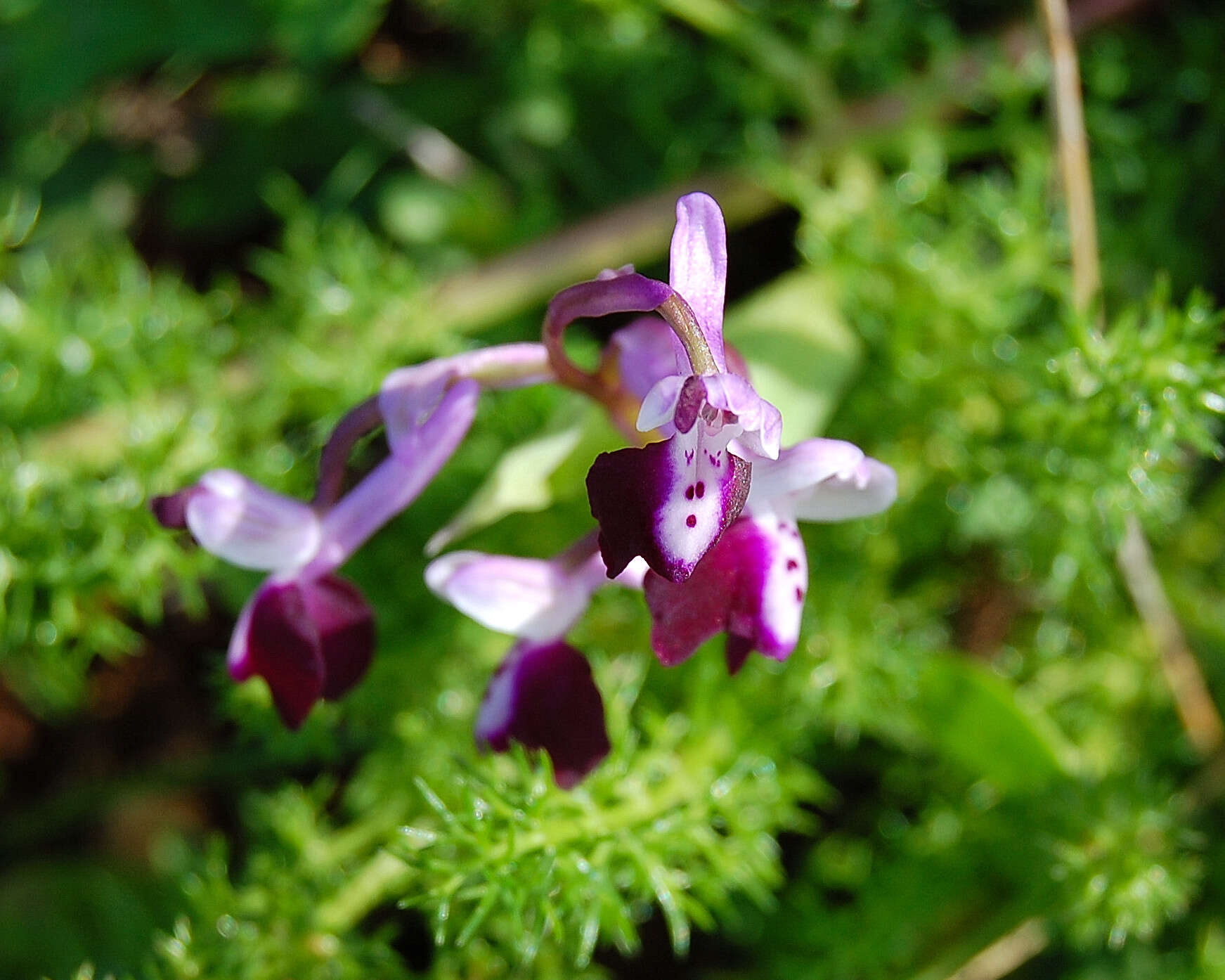 Image of Long-spurred orchid