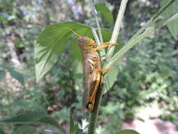 Sivun Melanoplus differentialis (Thomas & C. 1865) kuva