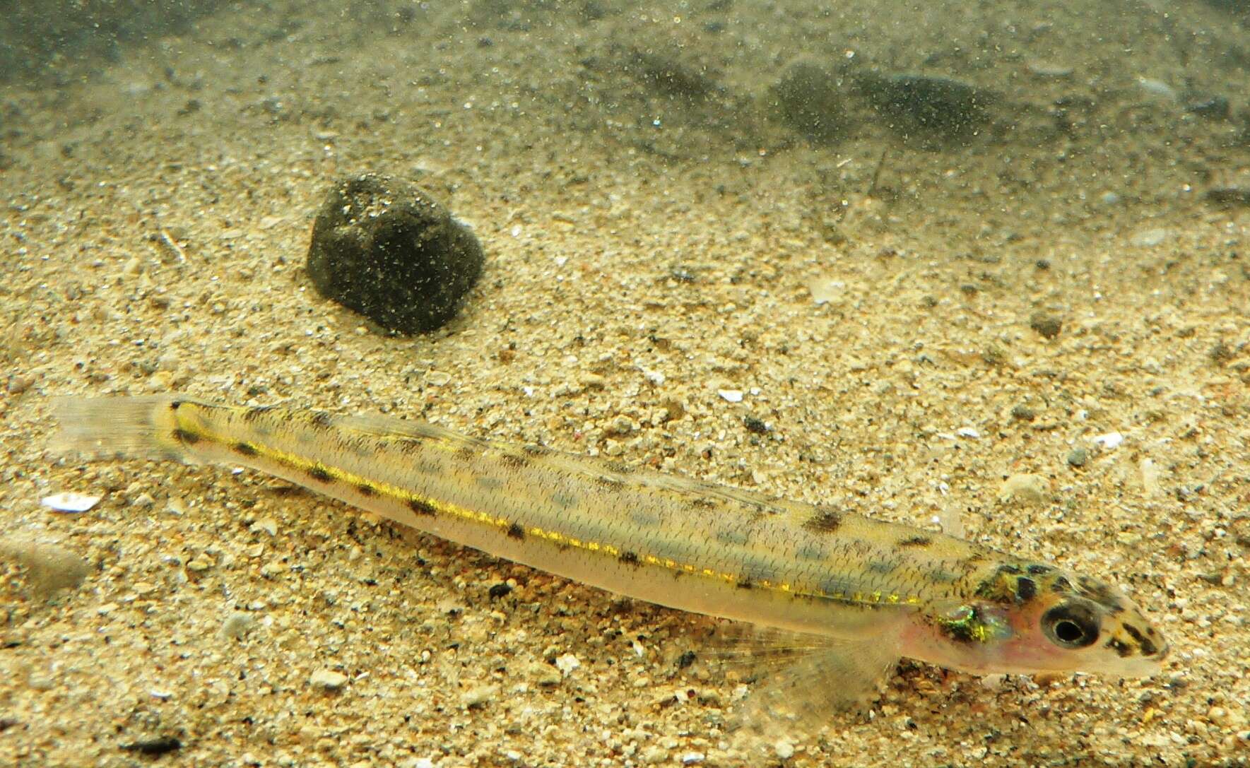 Image of Eastern Sand Darter