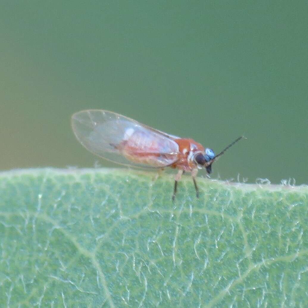 Image of Metatrioza neotriozella Caldwell 1944