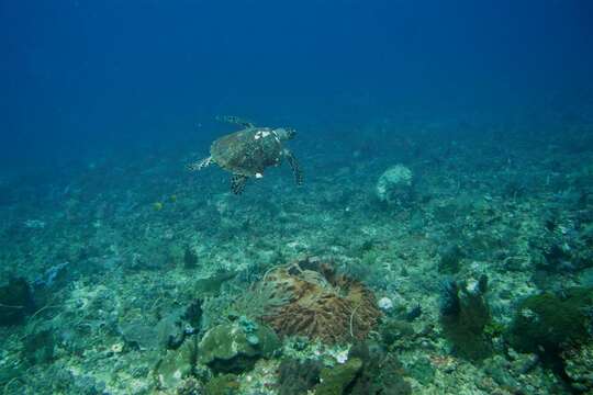 Image of Eretmochelys