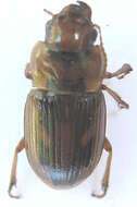 Image of Bradybaenus opulentus Boheman 1848