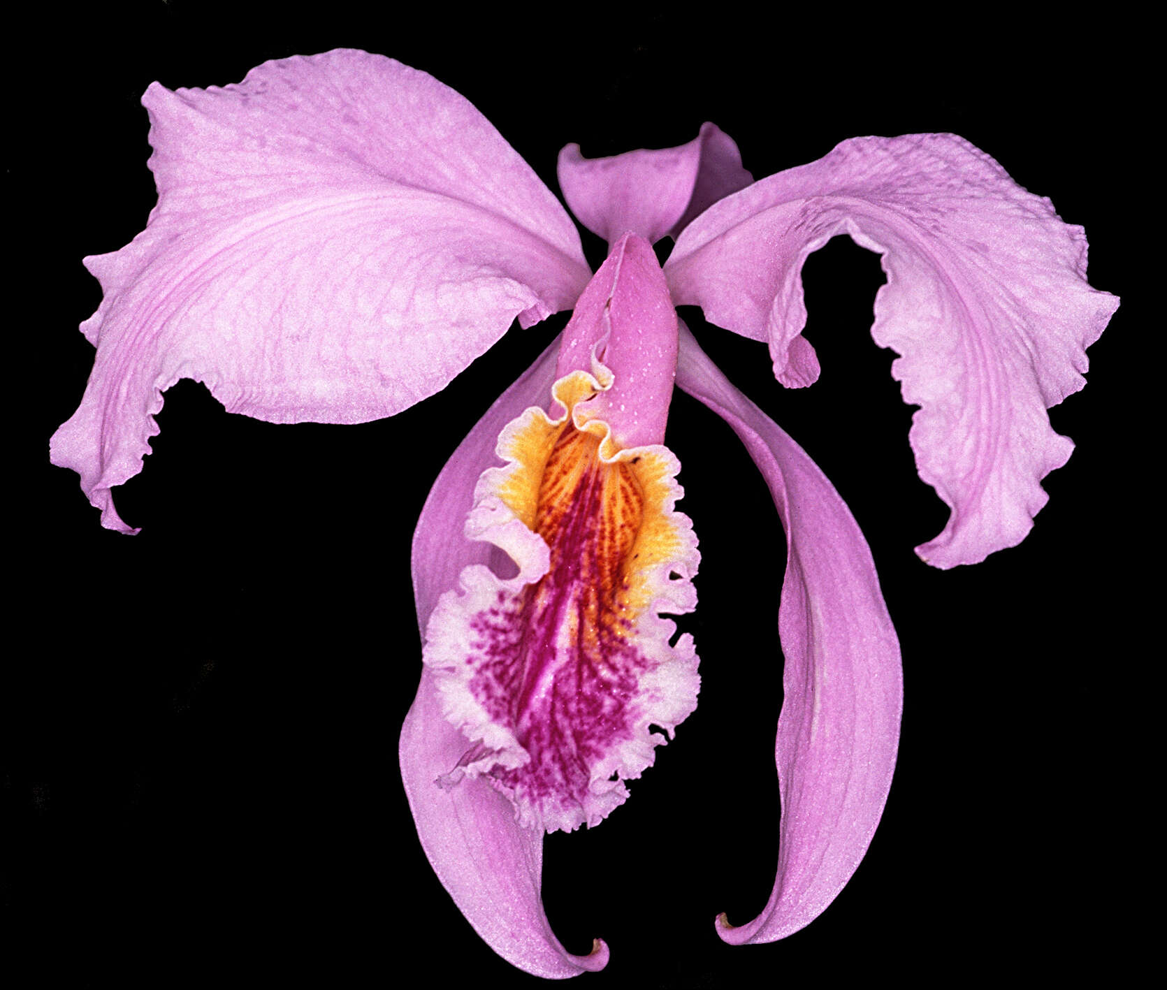 Imagem de Cattleya mossiae C. Parker ex Hook.