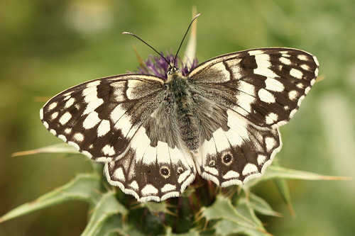 Image of Melanargia larissa Hübner 1827