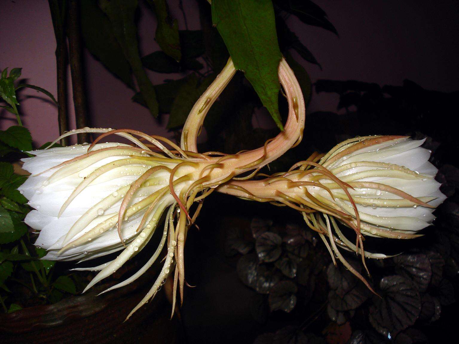 Image of Dutchman's Pipe Cactus