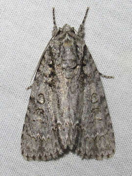 Image of Clear Dagger Moth