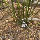 Image of Stylidium junceum subsp. junceum