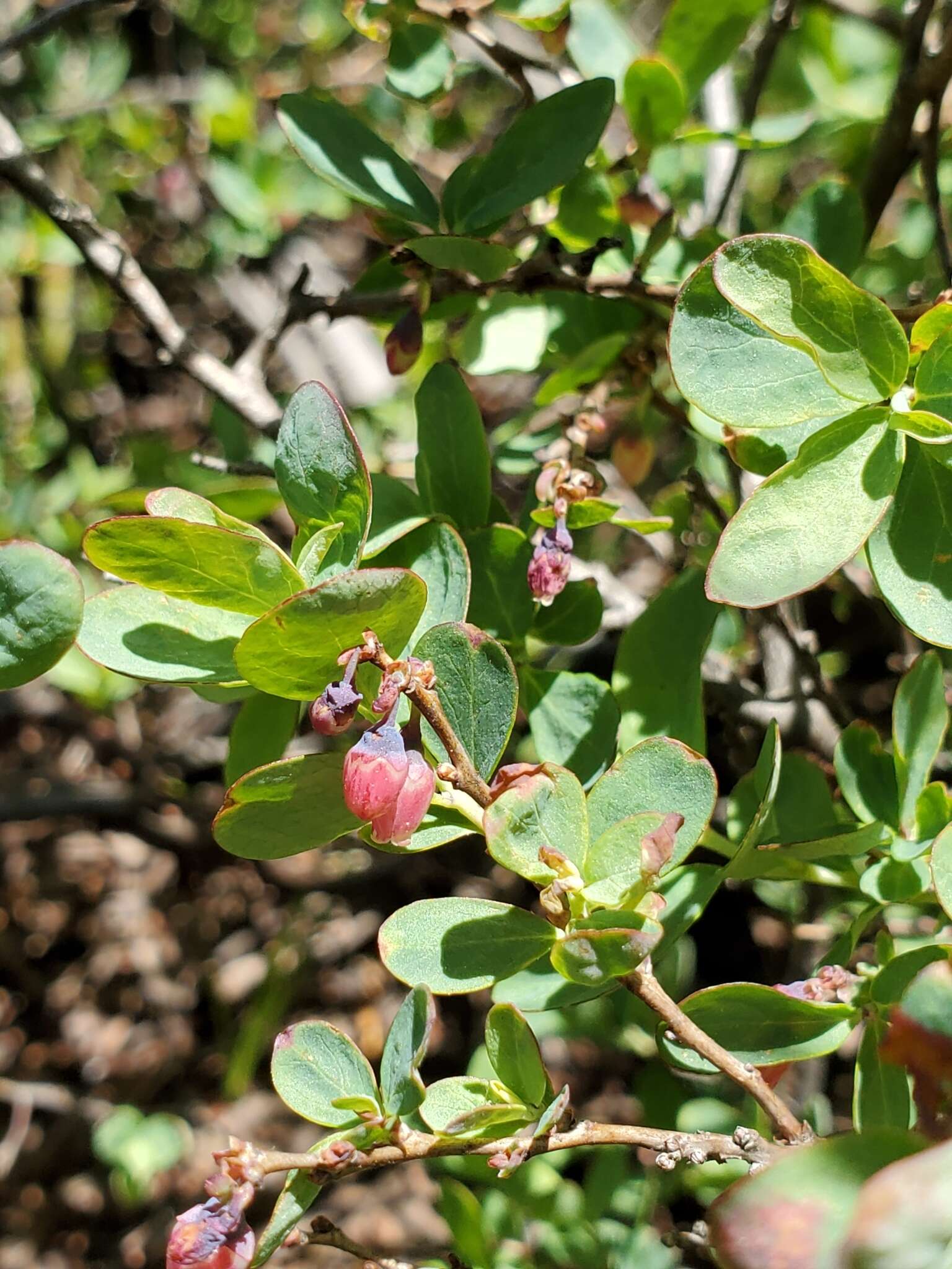 Plancia ëd Vaccinium uliginosum subsp. occidentale (A. Gray) Hulten