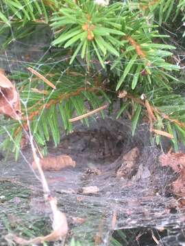 Image of Agelena labyrinthica (Clerck 1757)