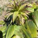 Image de Eucomis regia (L.) Aiton