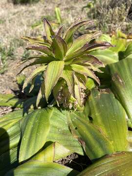 Imagem de Eucomis regia (L.) Aiton