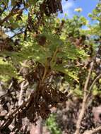 Lecocarpus darwinii H. Adsersen resmi