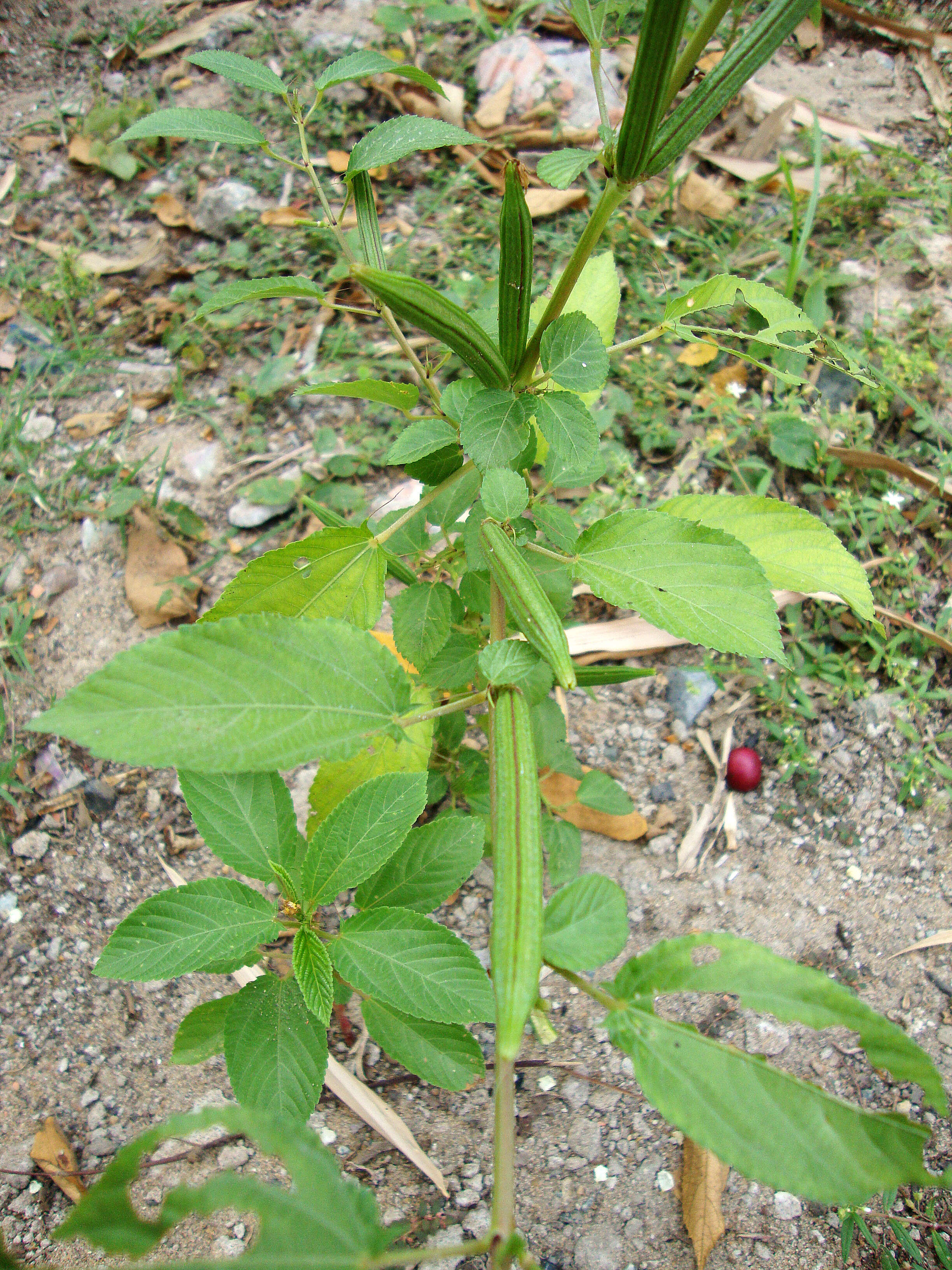 Image of nalta jute