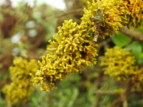 Image of Dufourea flammea (L. fil.) Ach.