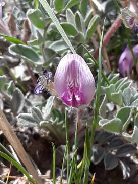 Image of Newberry's milkvetch