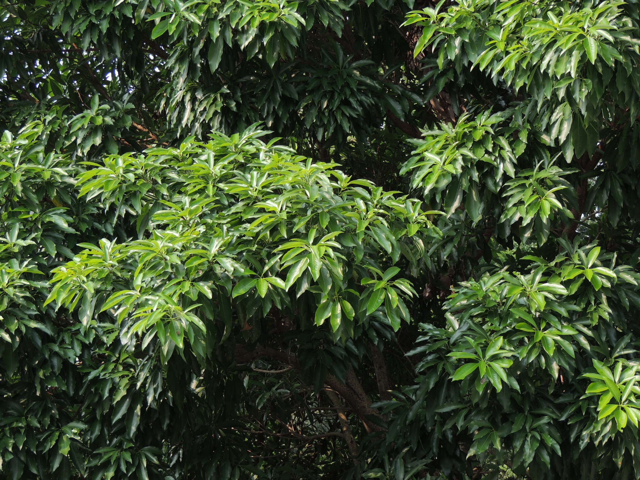 صورة Machilus japonica var. kusanoi (Hayata) J. C. Liao