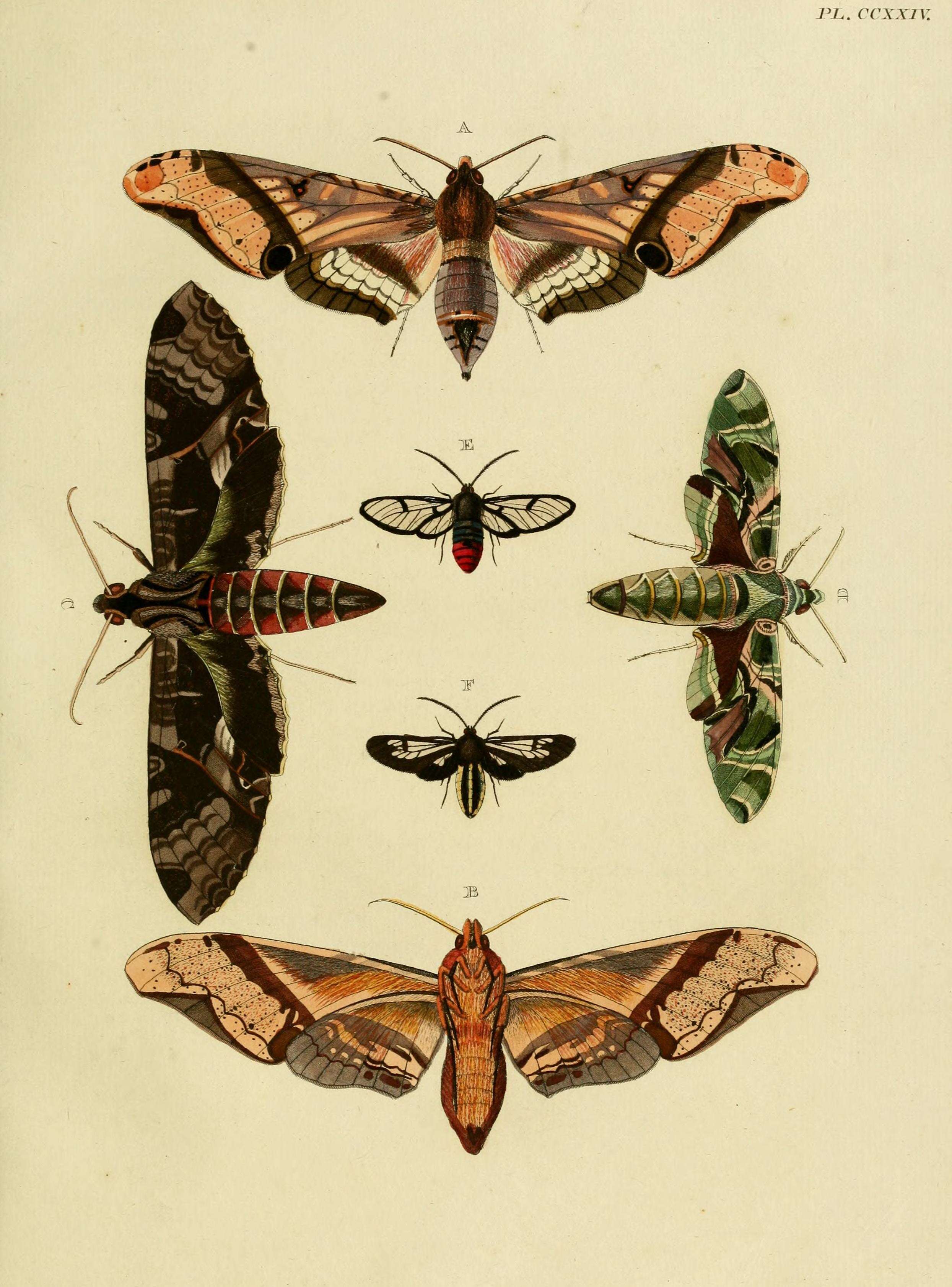 Image of oleander hawk-moth