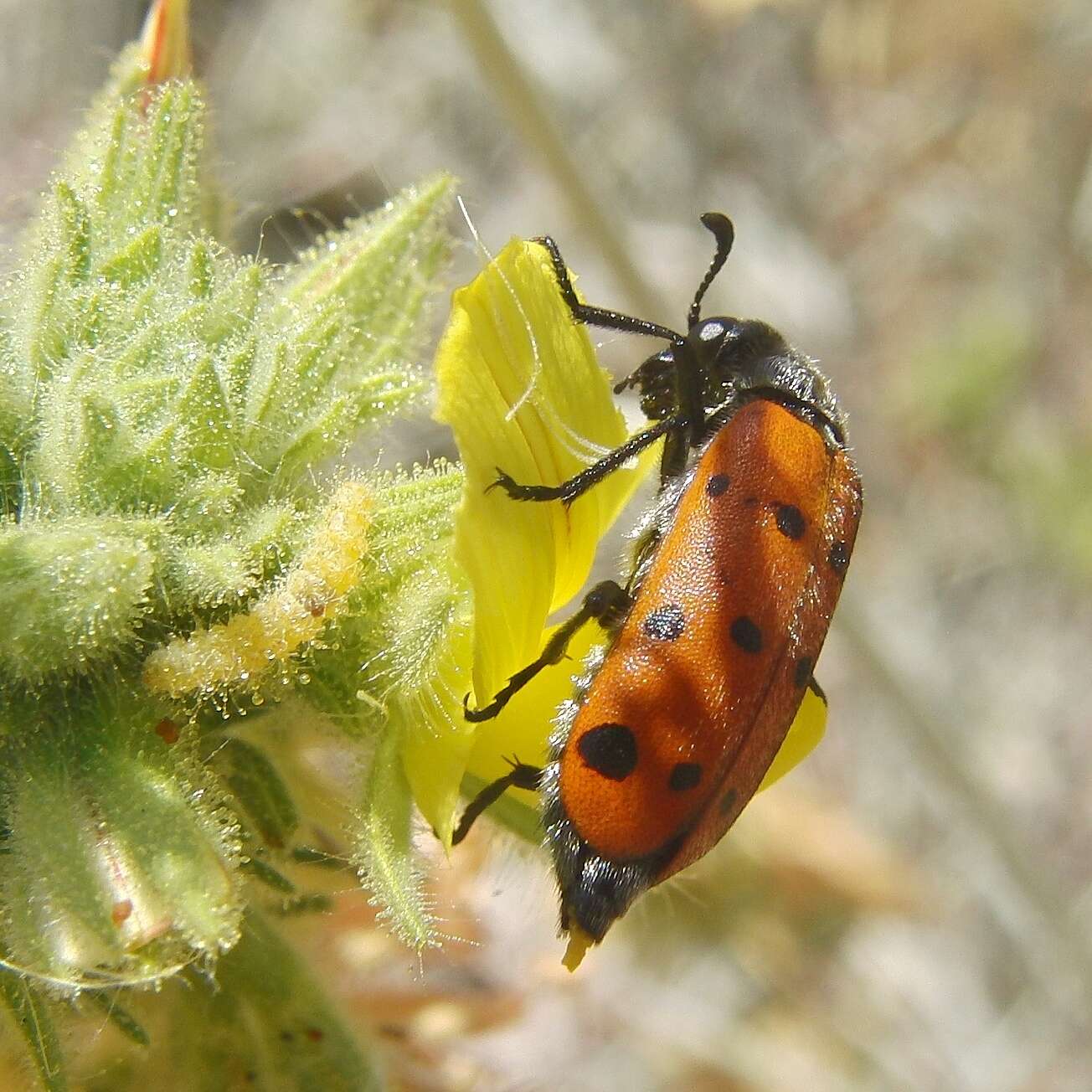 Image of <i>Hycleus duodecimpunctatus</i>