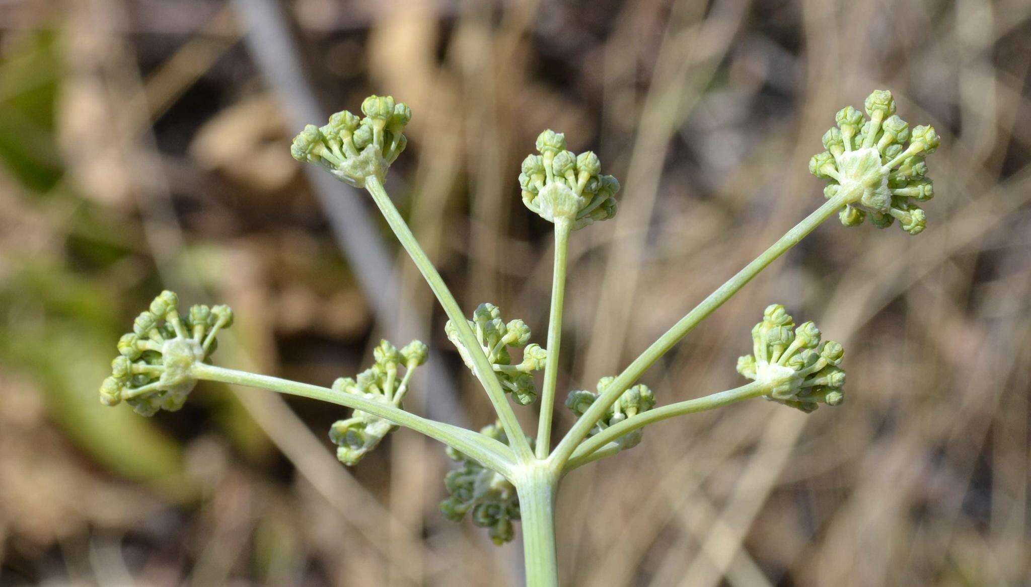 Image of Afrosciadium caffrum (Meisn.) Winter