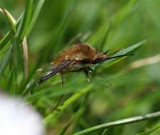 Image of Large bee-fly