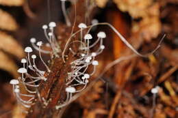 Sivun Mycena albidocapillaris Grgur. & T. W. May 1997 kuva