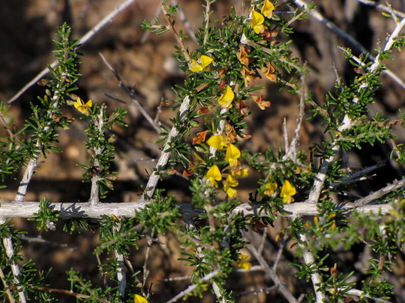 Image of Aspalathus lactea subsp. breviloba R. Dahlgren