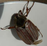 Image of Common cockchafer