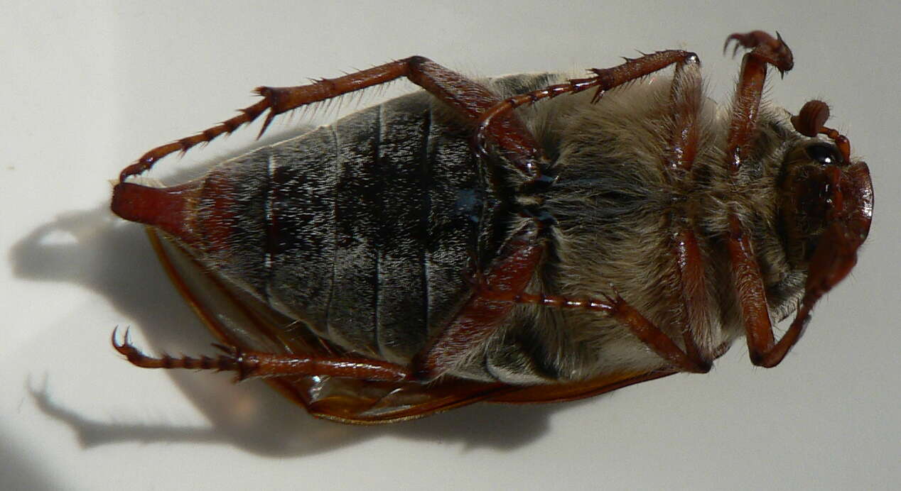 Image of Common cockchafer