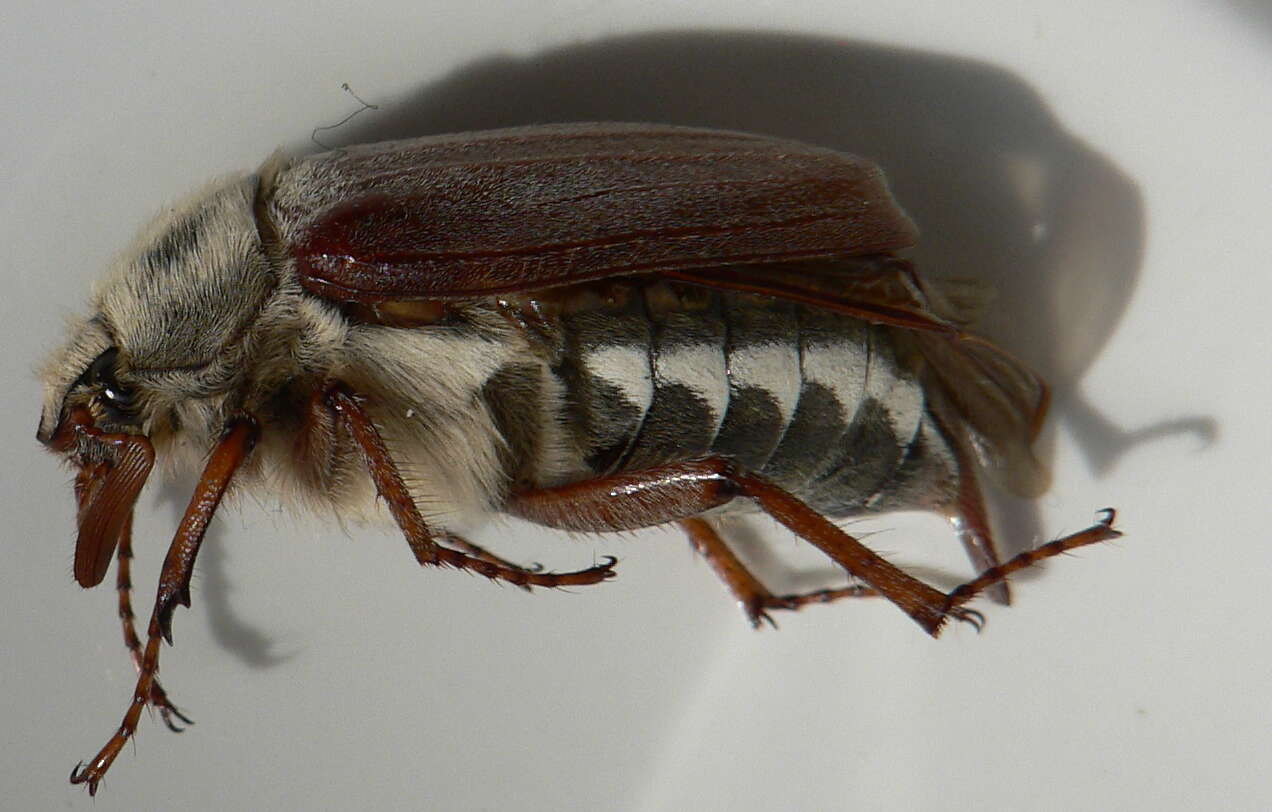 Image of Common cockchafer