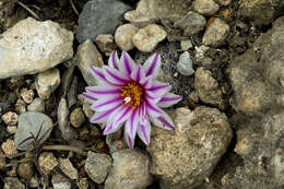 Image of Turbinicarpus saueri subsp. septentrionalis