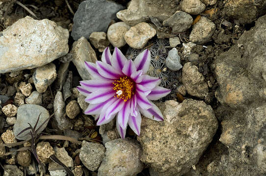 Image de Turbinicarpus saueri subsp. septentrionalis