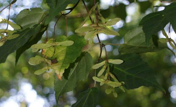 Imagem de Acer crataegifolium Sieb. & Zucc.