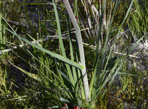 Image of Anigozanthos rufus Labill.