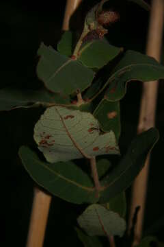 Image of Angophora hispida (Sm.) D. F. Blaxell
