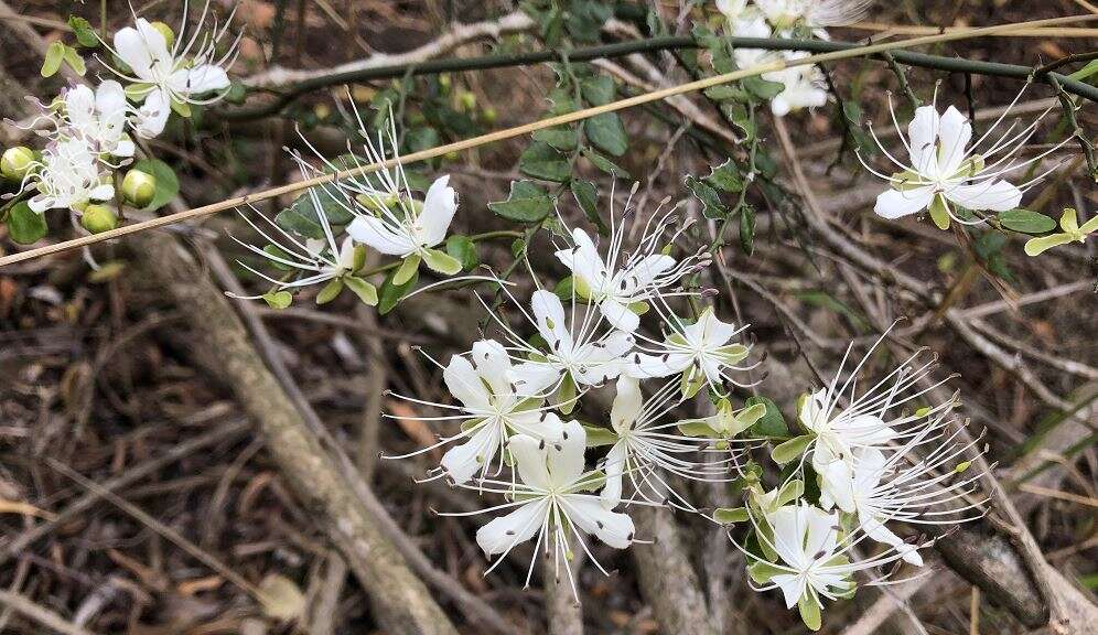 Image of Capparis sarmentosa A. Cunn. ex Benth.