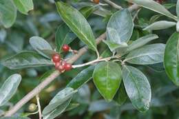 Image of cherry silverberry