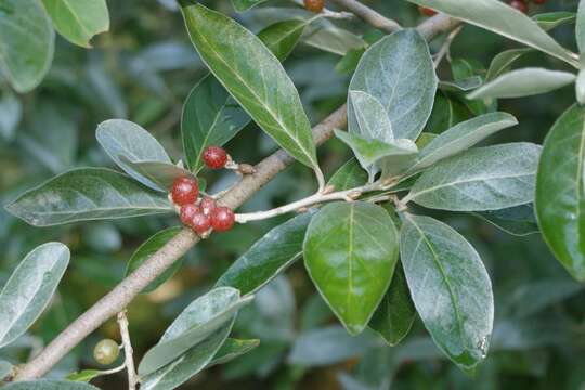 Image of cherry silverberry